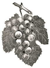 Vintage illustration of grapes